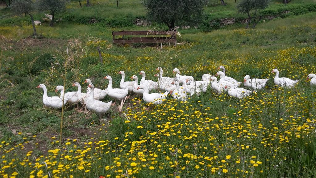Agriturismo Villa Val D'Olivi Capodacqua  Exterior foto